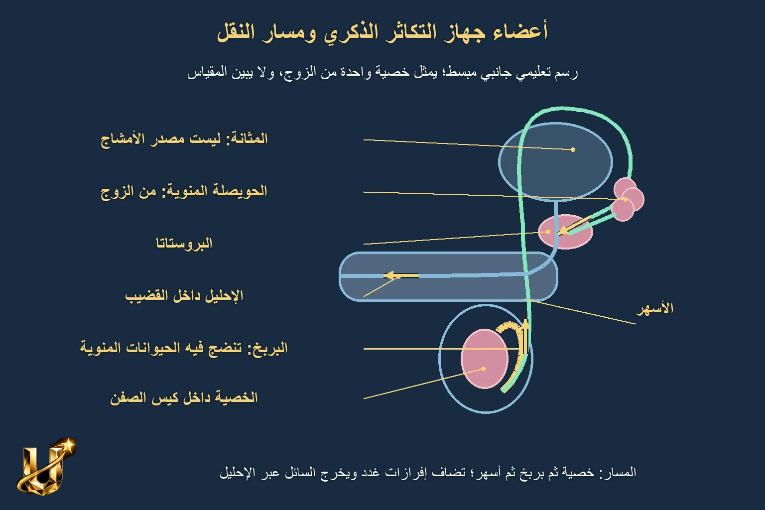 نموذج علمي محترم