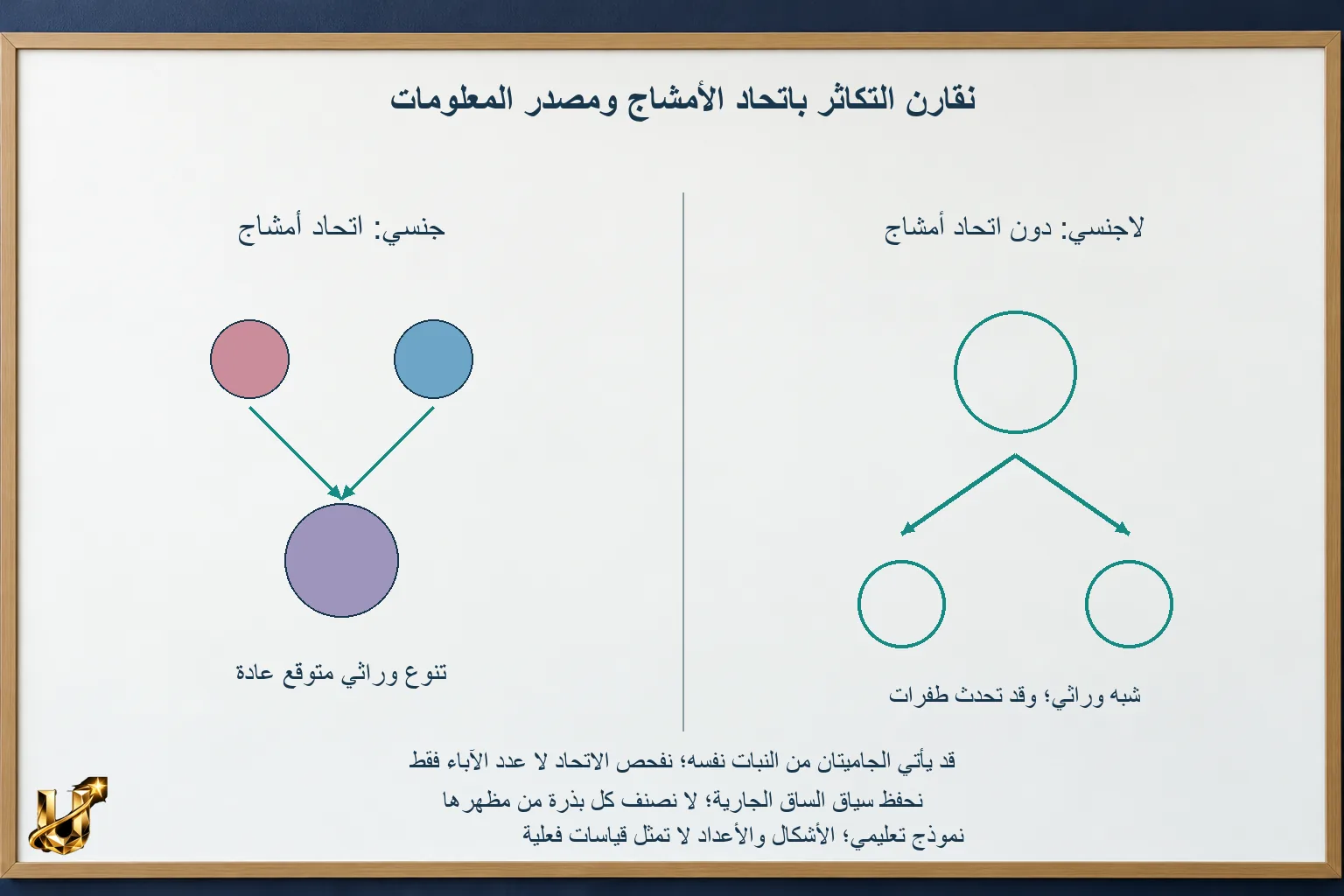شتلة من بذرة وأخرى من ساق