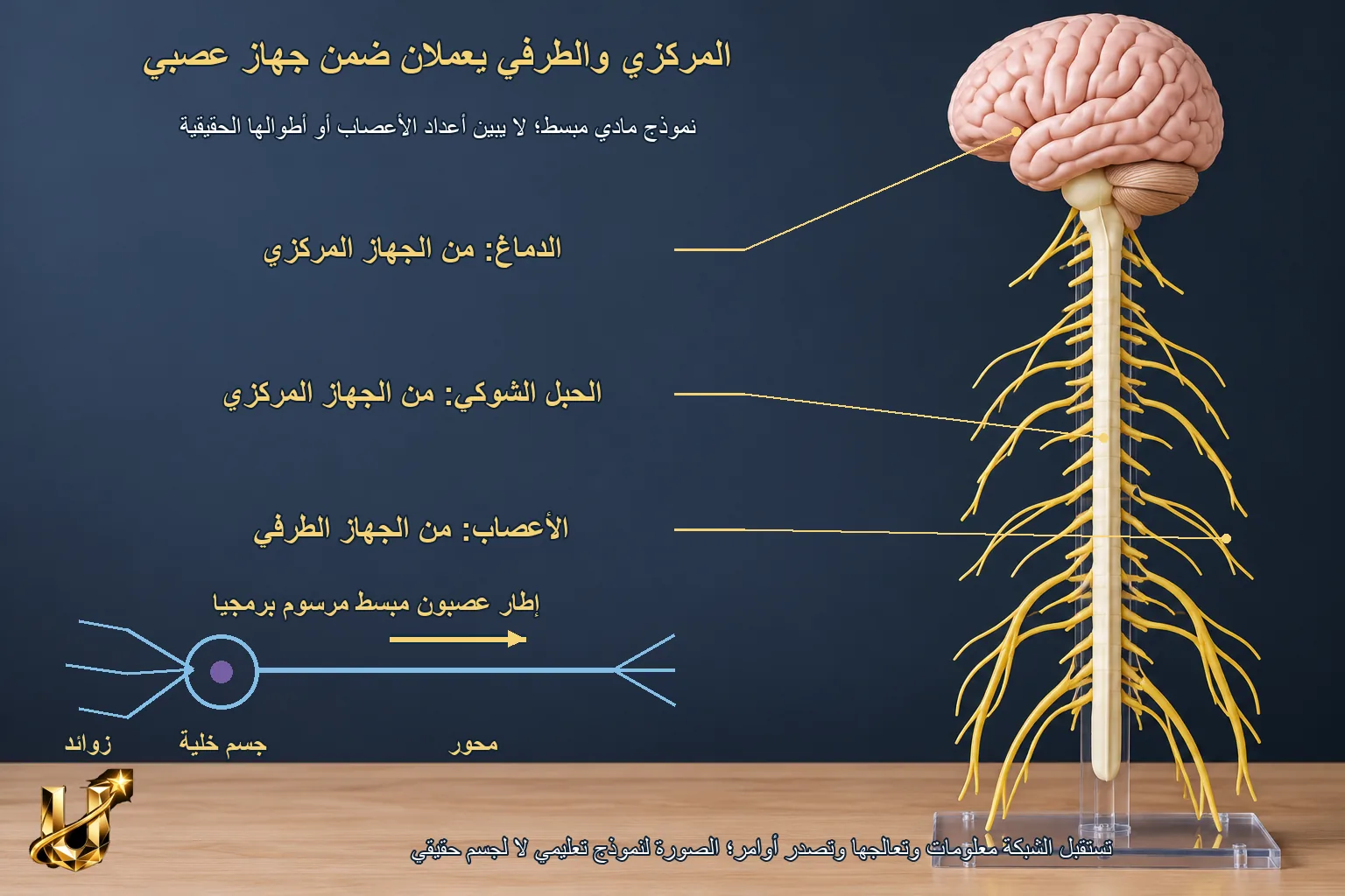 كيف نلتقط كرة؟